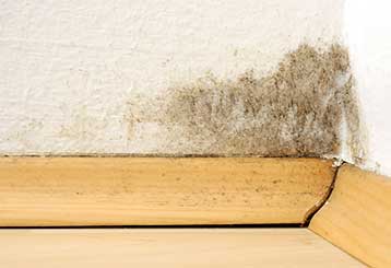 Mold Removal | Carpet Cleaning Pasadena
