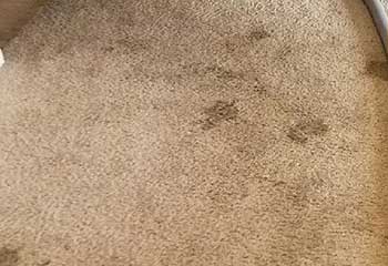 Carpet Stain Removal - Sierra Madre CA
